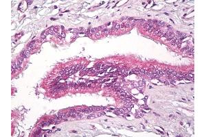 Anti-RAP2 antibody IHC of human lung, respiratory epithelium. (RAP2A 抗体  (AA 140-190))
