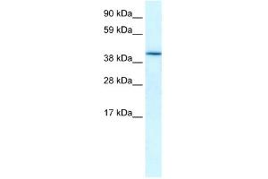 Western Blotting (WB) image for anti-Hypoxia Inducible Factor 1, alpha Subunit Inhibitor (HIF1AN) (Middle Region) antibody (ABIN2777655)