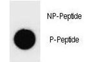 Dot Blot (DB) image for anti-Mast/stem Cell Growth Factor Receptor (KIT) (pTyr936) antibody (ABIN3031558)