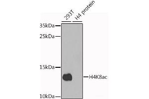 Western blot analysis of extracts of various cell lines using Acetyl-Histone H4-K8 Polyclonal Antibody at dilution of 1:1000. (Histone H4 抗体  (acLys8))
