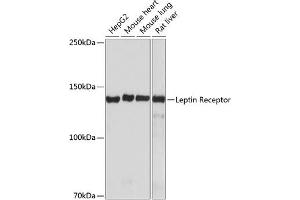 Western blot analysis of extracts of various cell lines, using Leptin Receptor antibody (ABIN7268210) at 1:1000 dilution. (Leptin Receptor 抗体)
