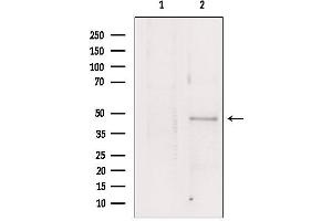 Western blot analysis of extracts from HepG2, using Flotillin 1 antibody. (Flotillin 1 抗体  (Internal Region))