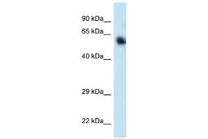 Western Blot showing CAMKK1 antibody used at a concentration of 1. (CAMKK1 抗体  (C-Term))