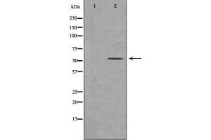 Western blot analysis of extracts of various cell lines, using MSR1 antibody. (Macrophage Scavenger Receptor 1 抗体  (N-Term))