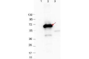 Western Blot showing detection of 0. (Crasp-2 抗体)