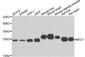 Western blot analysis of extracts of various cell lines, using NFU1 antibody. (NFU1 抗体  (AA 1-230))