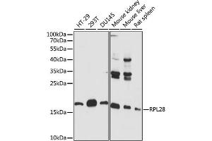 Western blot analysis of extracts of various cell lines, using RPL28 antibody (ABIN7270001) at 1:1000 dilution. (RPL28 抗体  (AA 1-100))
