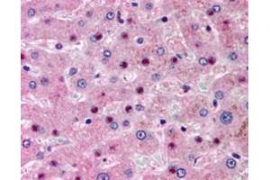 ABIN334368 (5µg/ml) staining of paraffin embedded human liver. (NOS1AP 抗体  (N-Term))
