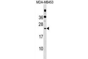 Western Blotting (WB) image for anti-Polymerase (RNA) II (DNA Directed) Polypeptide D (POLR2D) antibody (ABIN2999288)