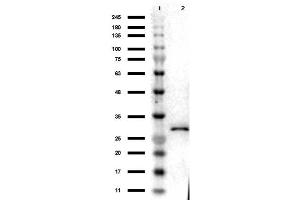Western Blot Results of Chicken Anti-RFP Antibody. (RFP 抗体)