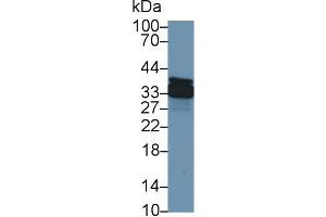 Western Blot; Sample: Canine Stomach lysate; Primary Ab: 1µg/ml Rabbit Anti-Canine ANXA4 Antibody Second Ab: 0.