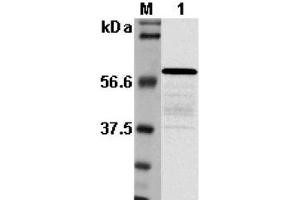 Western blot analysis using anti-Listeria sp. (Listeria Monocytogenes, P60 抗体)