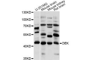 Western blot analysis of extracts of various cell lines, using DEK antibody (ABIN5995944) at 1/1000 dilution. (DEK 抗体)
