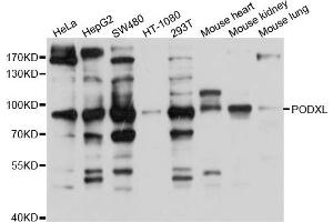 Western blot analysis of extract of various cells, using PODXL antibody. (PODXL 抗体)