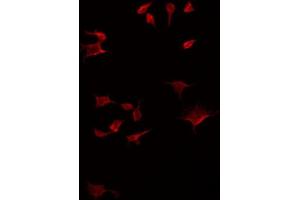 ABIN6275165 staining HT29 by IF/ICC. (GDF7 抗体  (Internal Region))