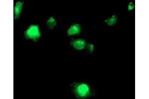 Anti-TMPRSS5 mouse monoclonal antibody (ABIN2454958) immunofluorescent staining of COS7 cells transiently transfected by pCMV6-ENTRY TMPRSS5 (RC223774). (TMPRSS5 抗体)