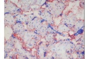 Image no. 1 for anti-CD46 (CD46) antibody (ABIN379988) (CD46 抗体)