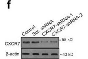 Western Blotting (WB) image for anti-Chemokine (C-X-C Motif) Receptor 7 (CXCR7) antibody (ABIN2857021)