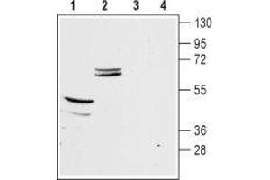 Western blot analysis of mouse brain (lanes 1 and 3) and kidney (lanes 2 and 4) membranes: - 1,2. (KIR5.1 抗体  (C-Term, Intracellular))