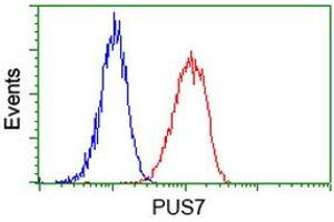 Image no. 5 for anti-Pseudouridylate Synthase 7 Homolog (PUS7) antibody (ABIN1500514) (PUS7 抗体)