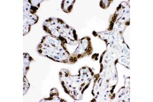 Anti-  MAD1 Picoband antibody, IHC(P): Human Placenta Tissue (MAD1L1 抗体  (AA 362-632))