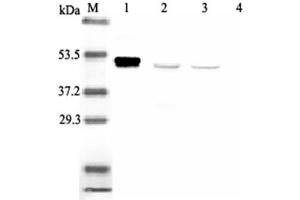 Western blot analysis using anti-IDO (human), mAb (ID 177)  at 1:2'000 dilution.