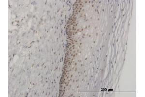 Immunoperoxidase of monoclonal antibody to FOXL1 on formalin-fixed paraffin-embedded human uterine cervix. (FOXL1 抗体  (AA 132-240))