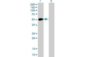 Western Blot analysis of NEUROD1 expression in transfected 293T cell line by NEUROD1 monoclonal antibody (M01), clone 3H8. (NEUROD1 抗体  (AA 201-300))