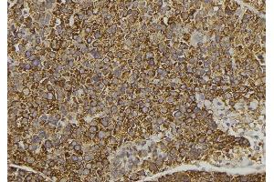 ABIN6278294 at 1/100 staining Human pancreas tissue by IHC-P. (WNT16 抗体  (C-Term))