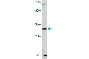 Western blot analysis of mouse lung tissue lysate (35 ug/lane) with ZFP42 polyclonal antibody . (ZFP42 抗体  (N-Term))