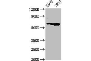 Western Blot Positive WB detected in: K562 whole cell lysate, 293T whole cell lysate All lanes: FAM83D antibody at 4.