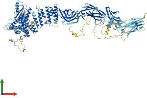 Protein Structure (PS) image for Trafficking Protein Particle Complex 9 (TRAPPC9) (AA 1-1148) protein (His tag) (ABIN7563690)