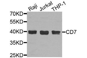 Western blot analysis of extracts of various cell lines, using CD7 antibody. (CD7 抗体  (AA 26-180))