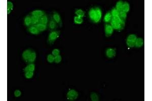 Immunofluorescence staining of HepG2 cells with ABIN7147715 at 1:200, counter-stained with DAPI. (CHD1L 抗体  (AA 704-897))