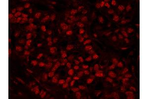 Immunofluorescence (IF) image for anti-Ras-Related GTP Binding A (RRAGA) (AA 544-594) antibody (ABIN7448966) (RRAGA 抗体  (AA 544-594))