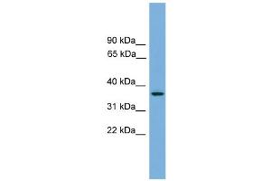 WB Suggested Anti-GPR27 Antibody Titration:  0. (GPR27 抗体  (N-Term))