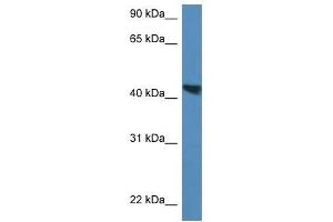 Western Blot showing Meis3 antibody used at a concentration of 1. (MEIS3 抗体  (C-Term))