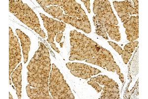 ABIN7094464 and ABIN7098512 at 1/100 staining Rat pancreatic tissue by IHC-P.
