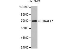 Western blot analysis of extracts of various cell lines, using IL1RAPL1 antibody. (IL1RAPL1 抗体  (AA 130-210))