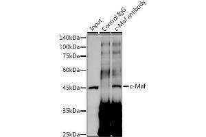 Immunoprecipitation analysis of 300 μg extracts of A-549 cells using 3 μg c-Maf antibody (ABIN7271262). (MAF 抗体)