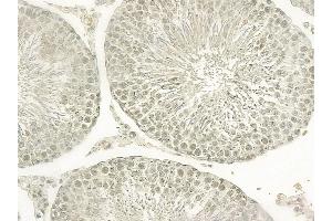 DNA polymerase delta p50 Mouse Monoclonal Antibody at 1/100 staining rat testis tissue by IHC-P. (POLD2 抗体)