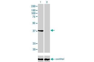 Western blot analysis of ANXA2 over-expressed 293 cell line, cotransfected with ANXA2 Validated Chimera RNAi (Lane 2) or non-transfected control (Lane 1).