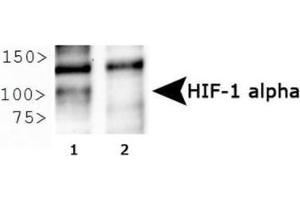 Image no. 10 for anti-Hypoxia Inducible Factor 1, alpha Subunit (Basic Helix-Loop-Helix Transcription Factor) (HIF1A) (AA 329-530) antibody (ABIN363210) (HIF1A 抗体  (AA 329-530))