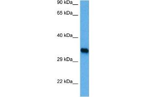 Western Blotting (WB) image for anti-Interferon Regulatory Factor 1 (IRF1) (C-Term) antibody (ABIN2779860)