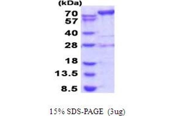 AMPD2 Protein (AA 236-879) (His tag)