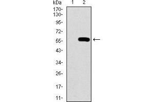 Western blot analysis using C17ORF53 mAb against HEK293 (1) and C17ORF53 (AA: 282-527)-hIgGFc transfected HEK293 (2) cell lysate. (C17orf53 抗体  (AA 282-527))