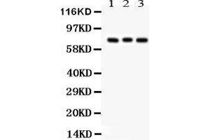 Anti- APG7 Picoband antibody, Western blotting All lanes: Anti APG7  at 0. (ATG7 抗体  (C-Term))
