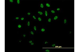 Immunofluorescence of purified MaxPab antibody to SFRS17A on HeLa cell. (SFRS17A 抗体  (AA 1-446))