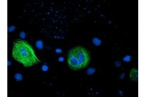Anti-RASSF1 mouse monoclonal antibody (ABIN2454291) immunofluorescent staining of COS7 cells transiently transfected by pCMV6-ENTRY RASSF1 (RC213525). (RASSF1 抗体  (AA 1-341))
