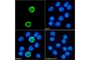 Immunofluorescence staining of fixed mouse splenocytes with anti-IL2R gamma C antibody 3E12. (Recombinant IL2R gamma C 抗体)
